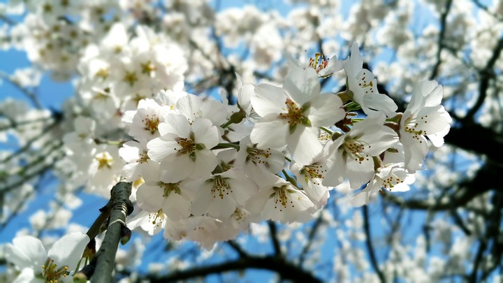 cherry blossom