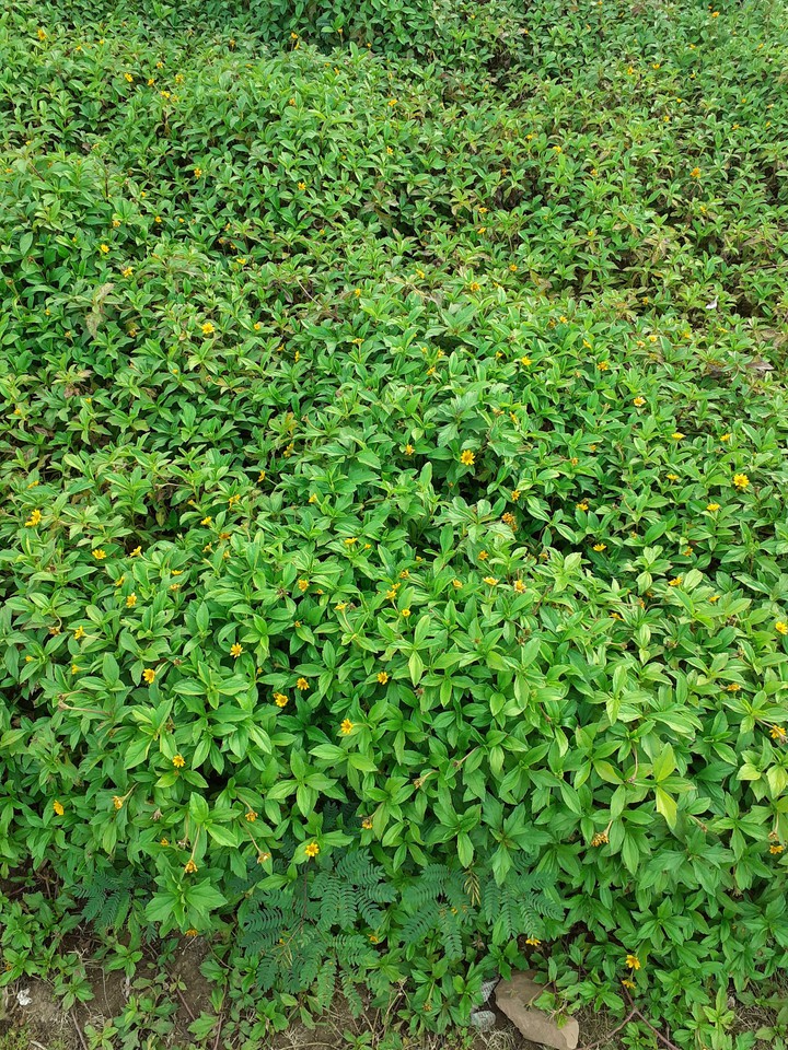 Greenery