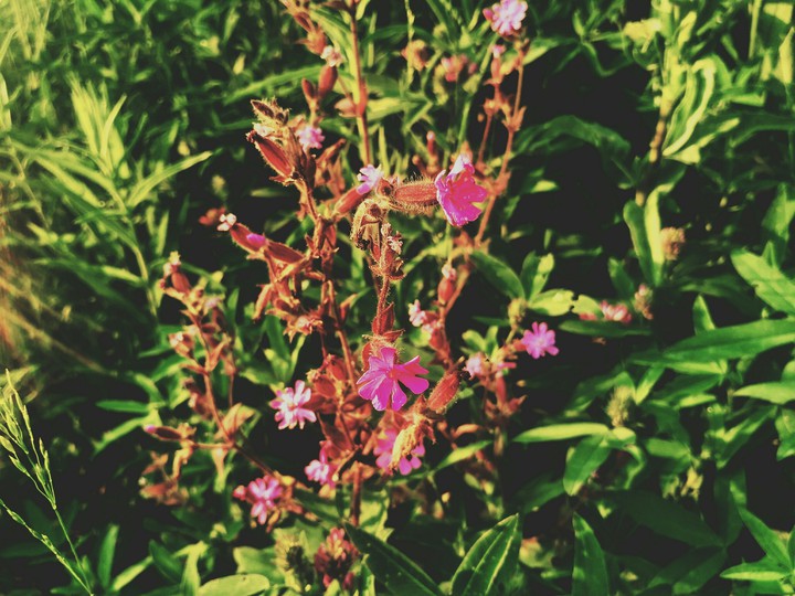 flower