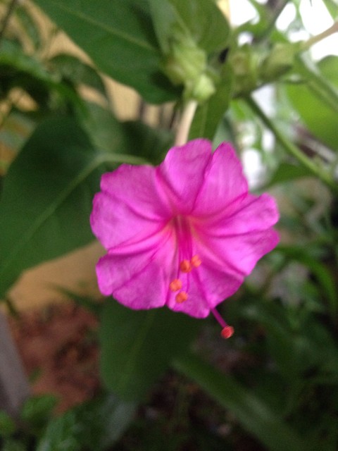 тапети plant, flower