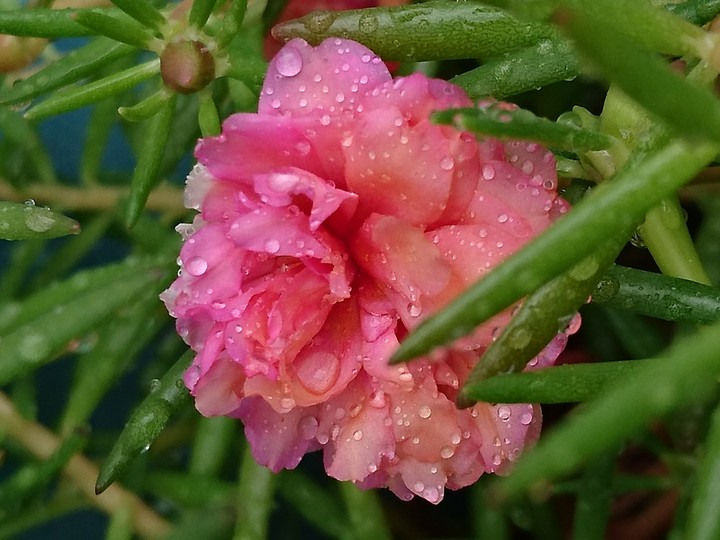 magic rose