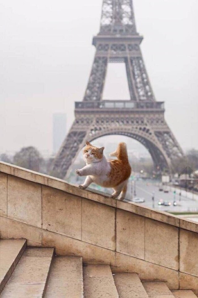 Котик