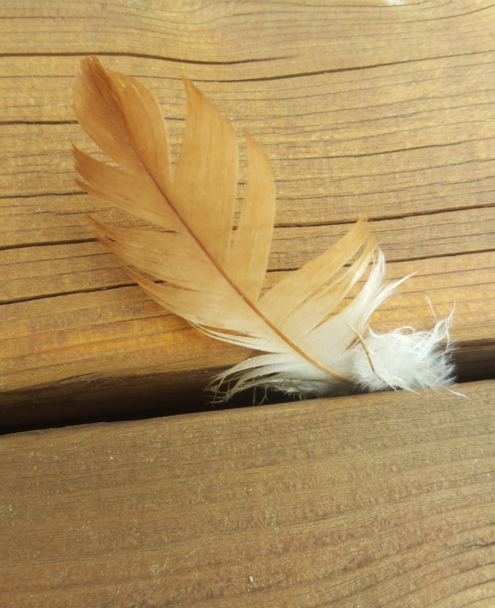 feather