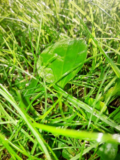 The pretty grass