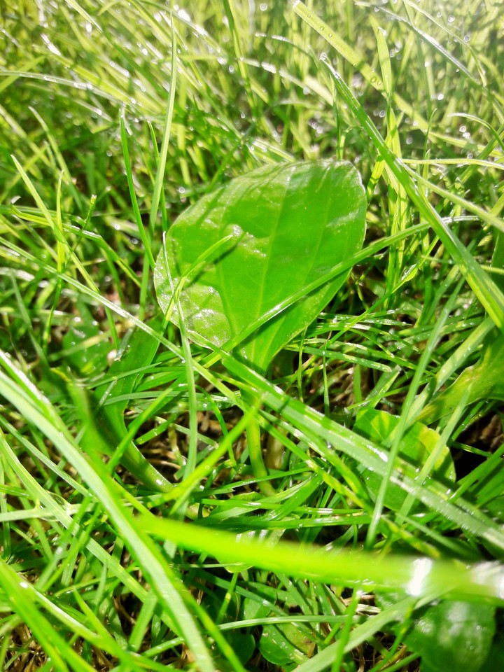 The pretty grass