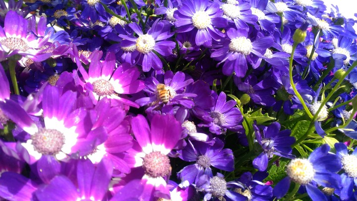 Purples
