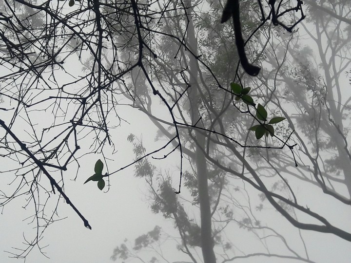 fog n fauna