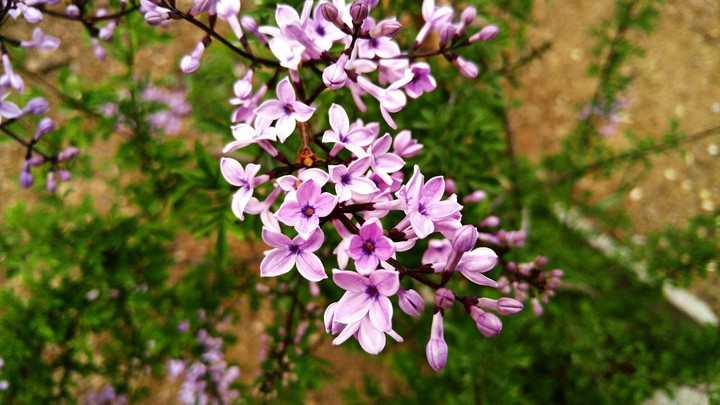 flower