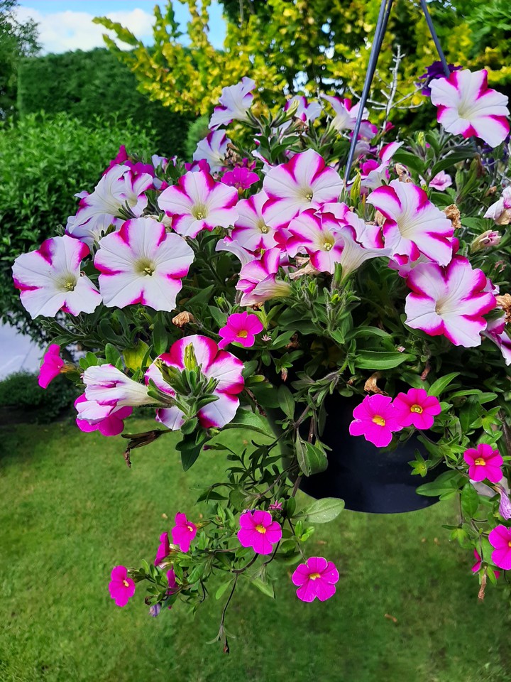 Pretty flowers
