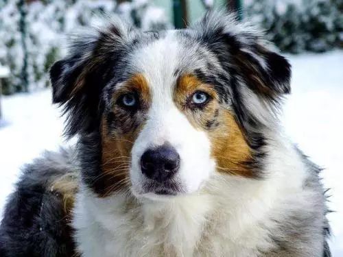 狗