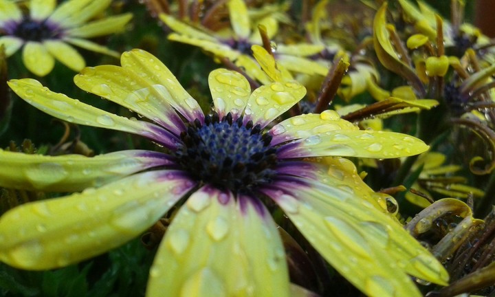 Flowers