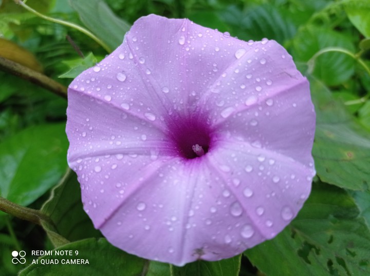 #flower #flowers #nature #photography #flowerstagram #love