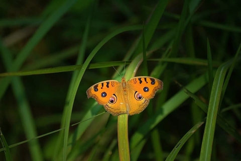 butterfly