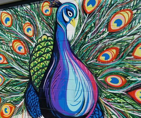 Peacock Mural