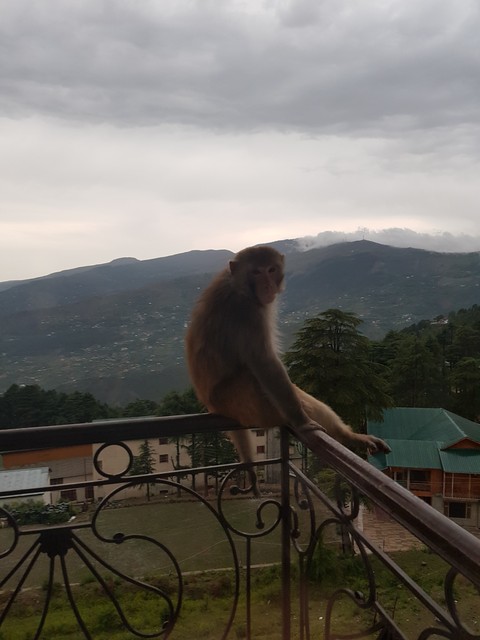 monkey