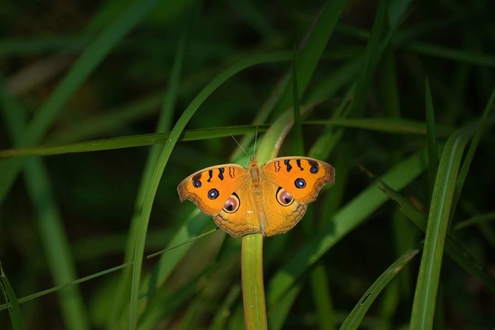 butterfly