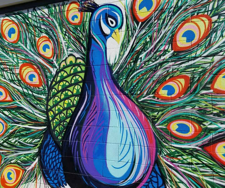Peacock Mural