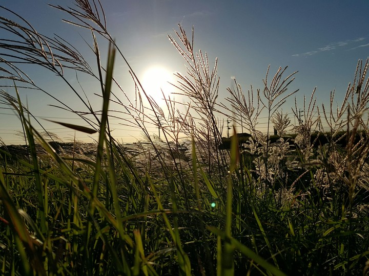 Miscanthus sinensis