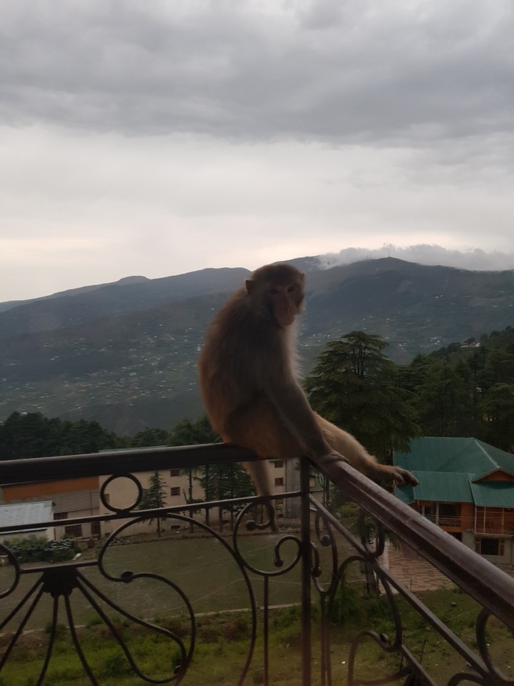 monkey