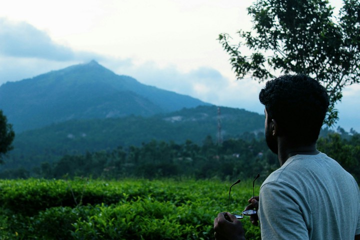 Tea Plants