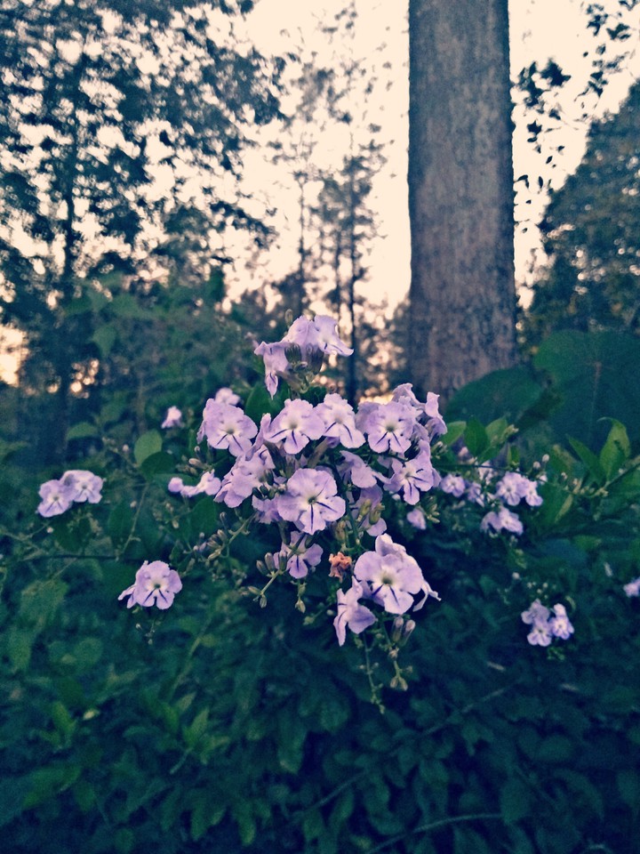 beautiful flowers