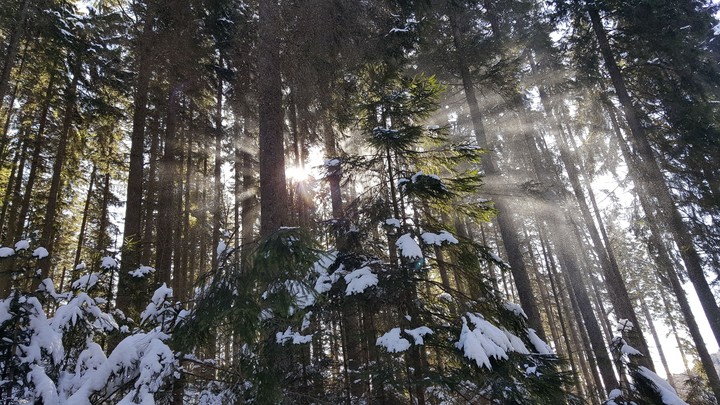 sun forest
