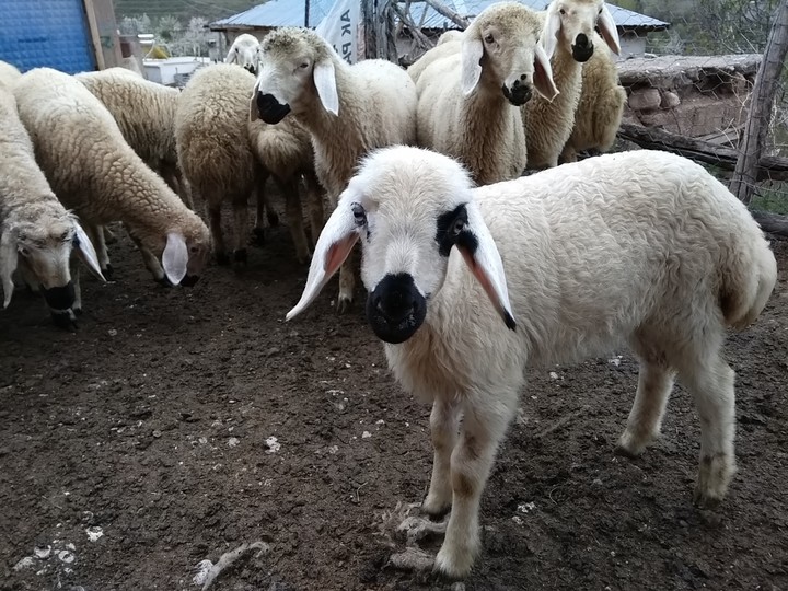 hayvan