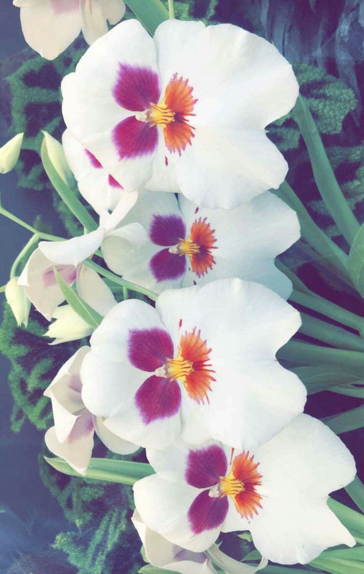 gold and white flower