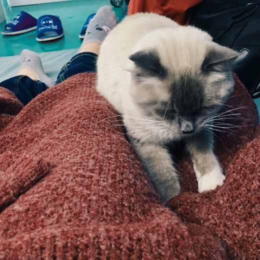 Kkukkkuki(Cat Kneading)