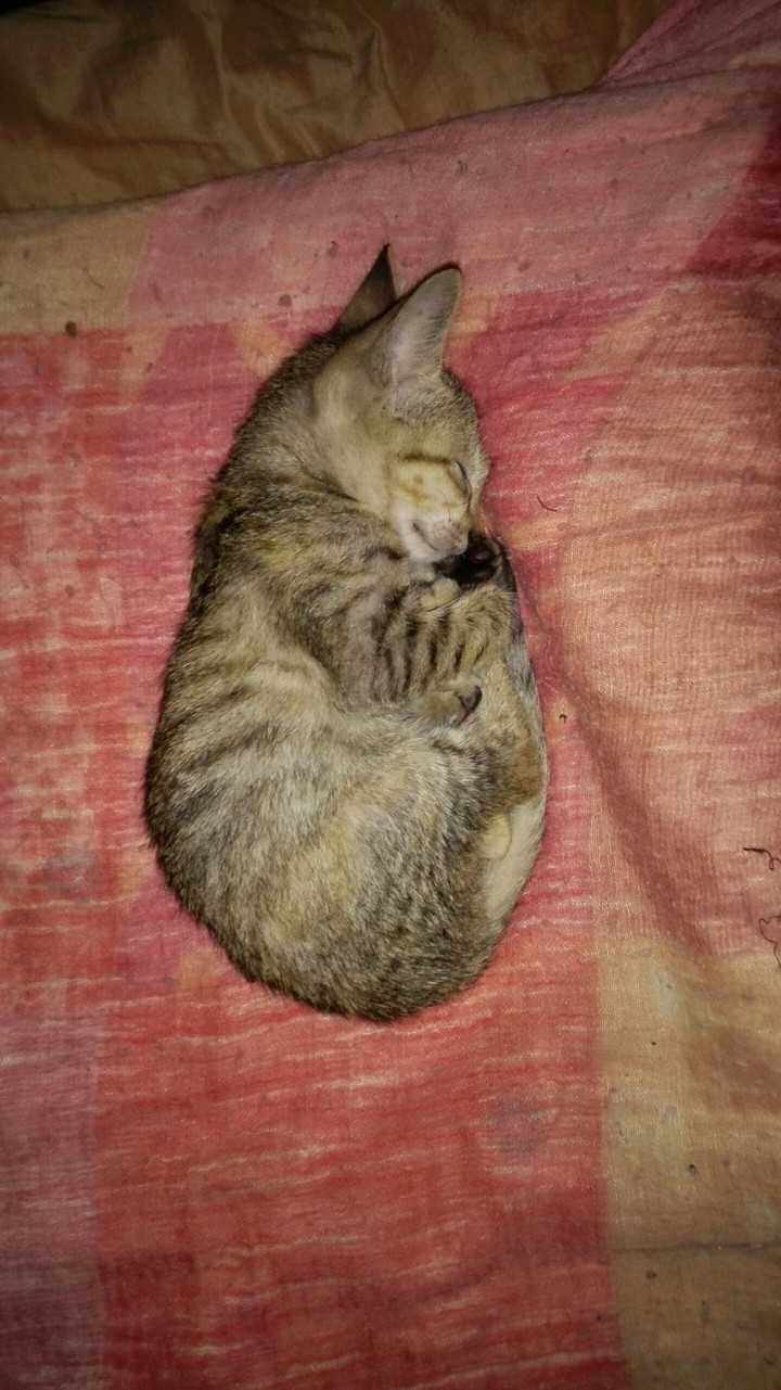 she's sleeping very cute
