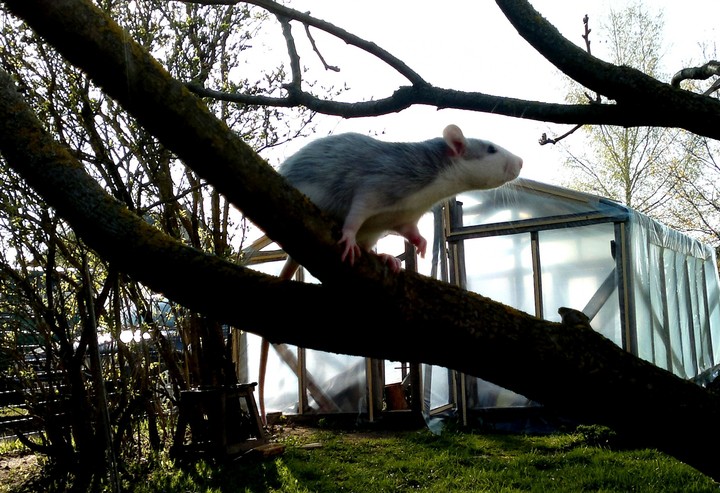 rat