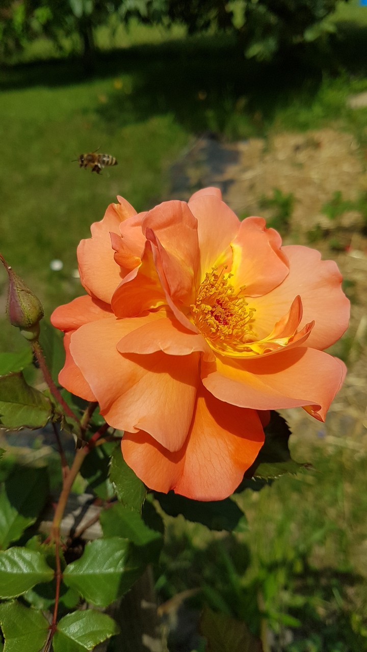 Rose
