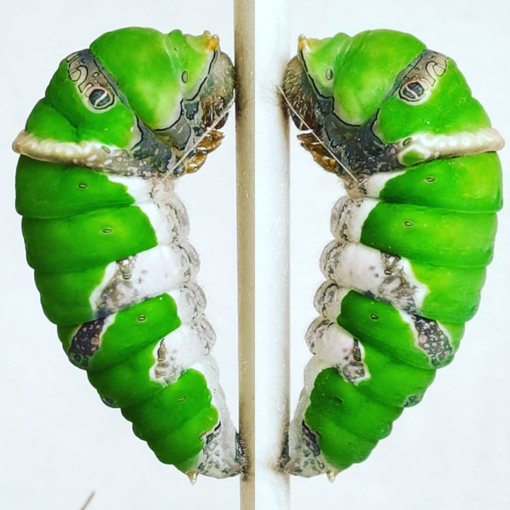 Heart Caterpillar