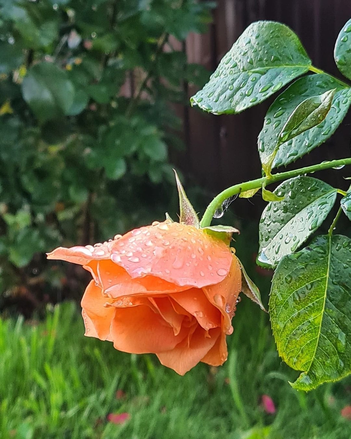 Rose