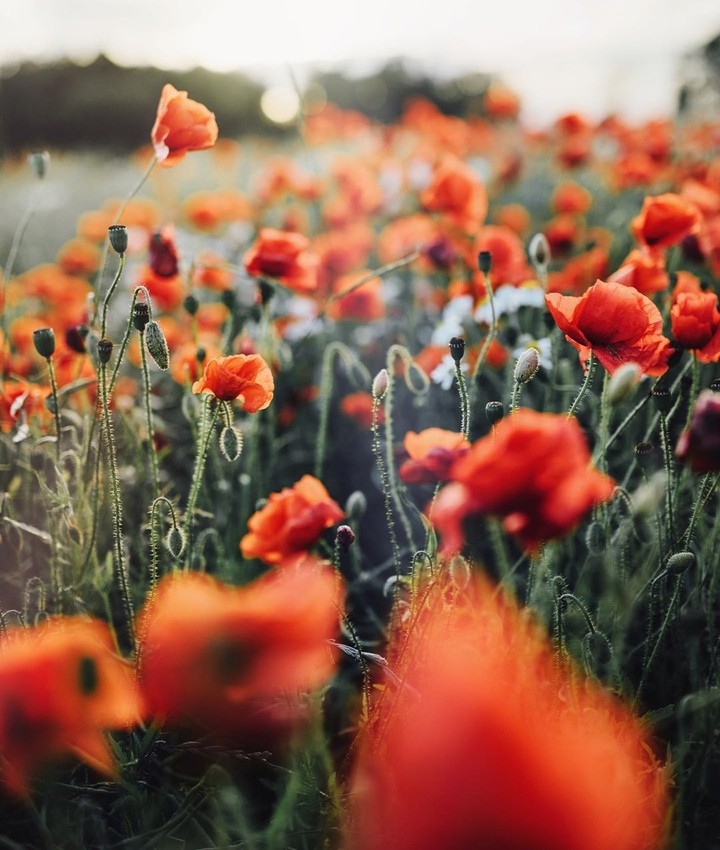 Poppy love
