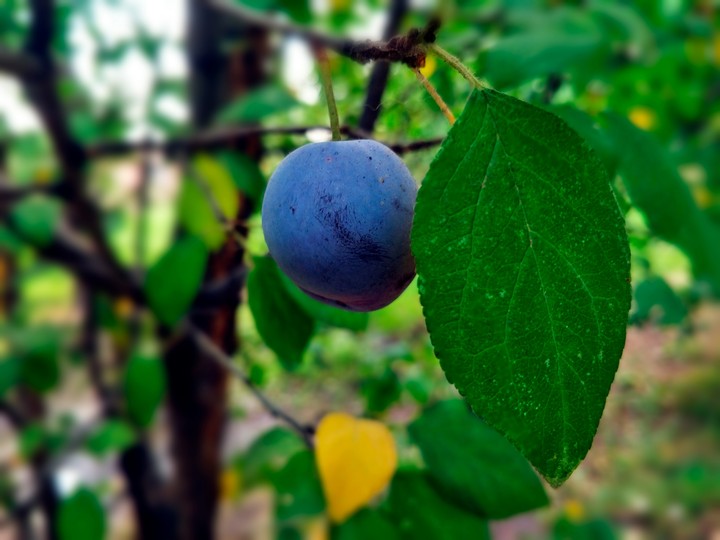 Plum
