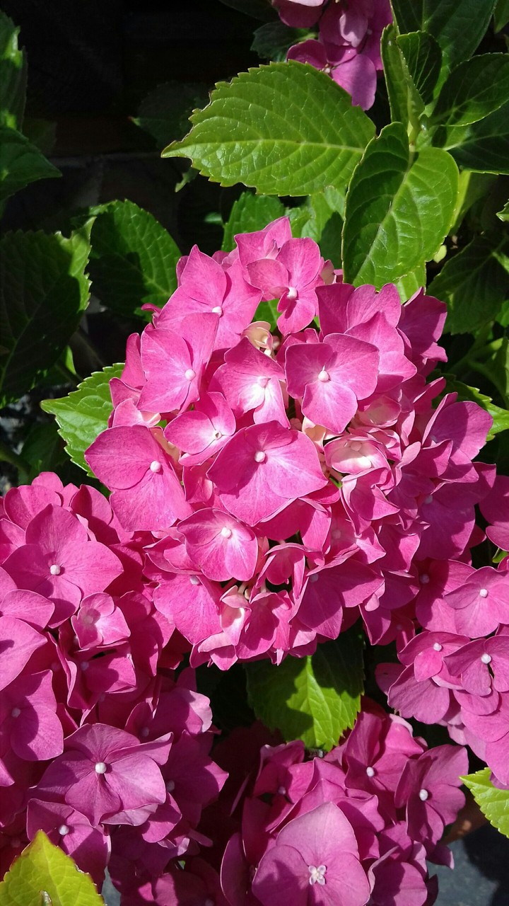 Pink flower
