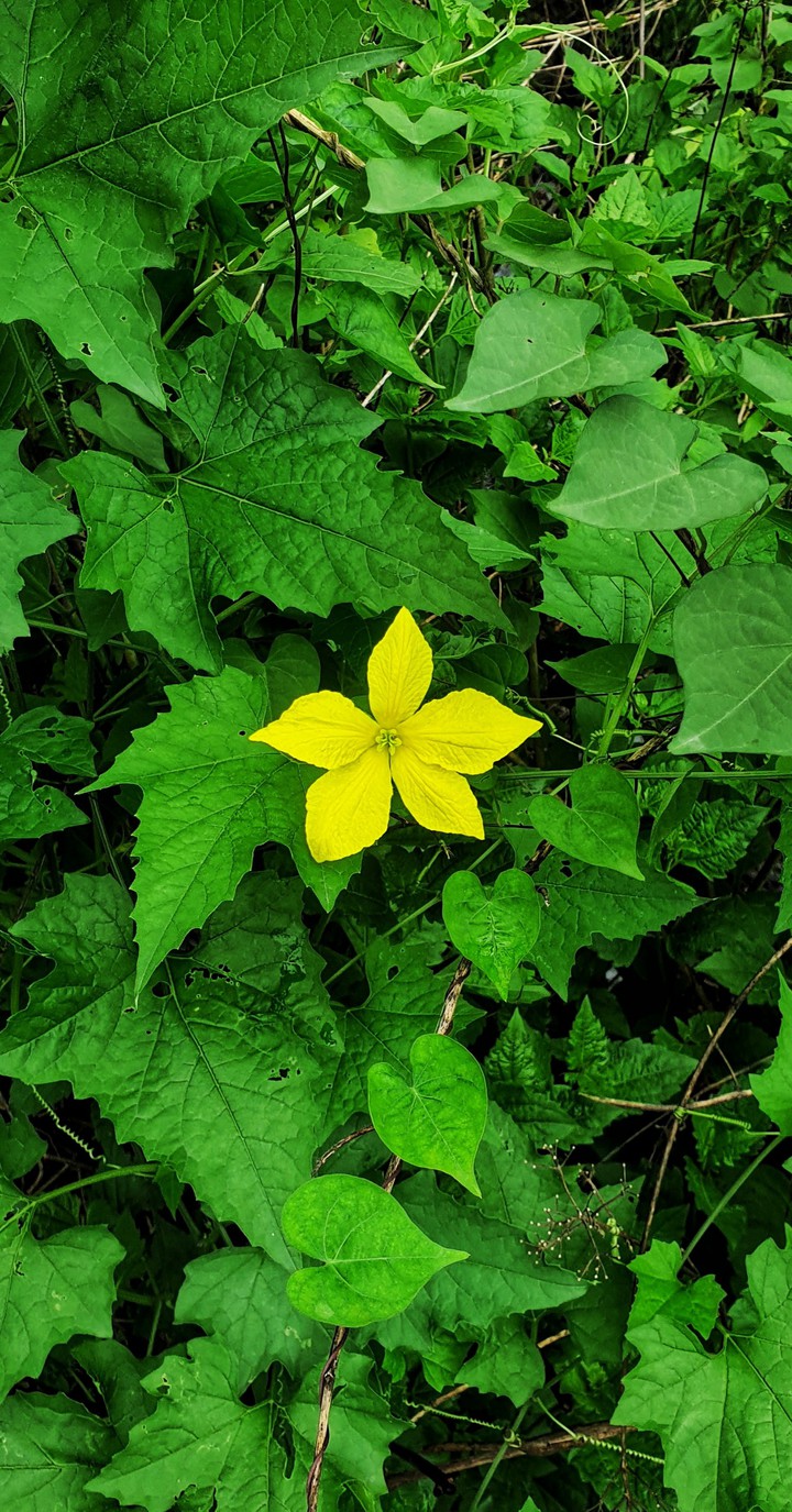 yellow green leaves
