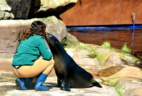 human and seal
