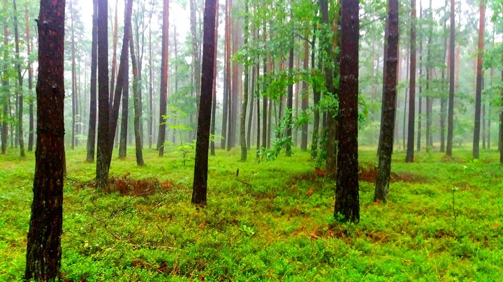 Forest