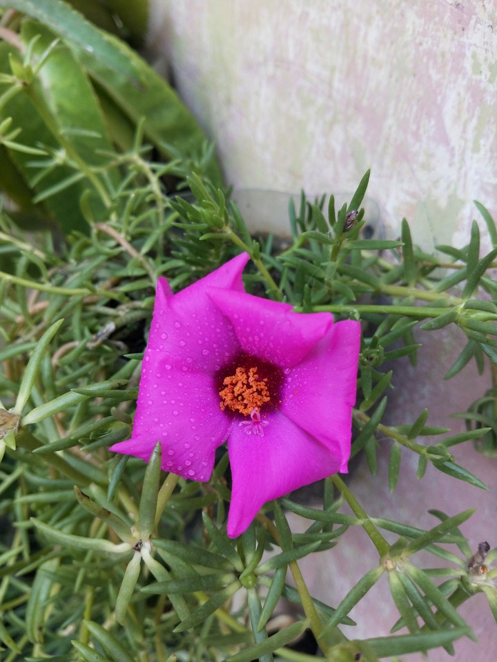 Portulaca flower