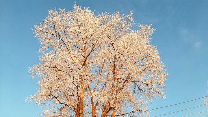 tree