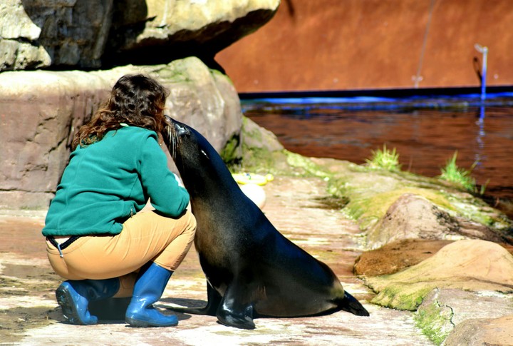 human and seal