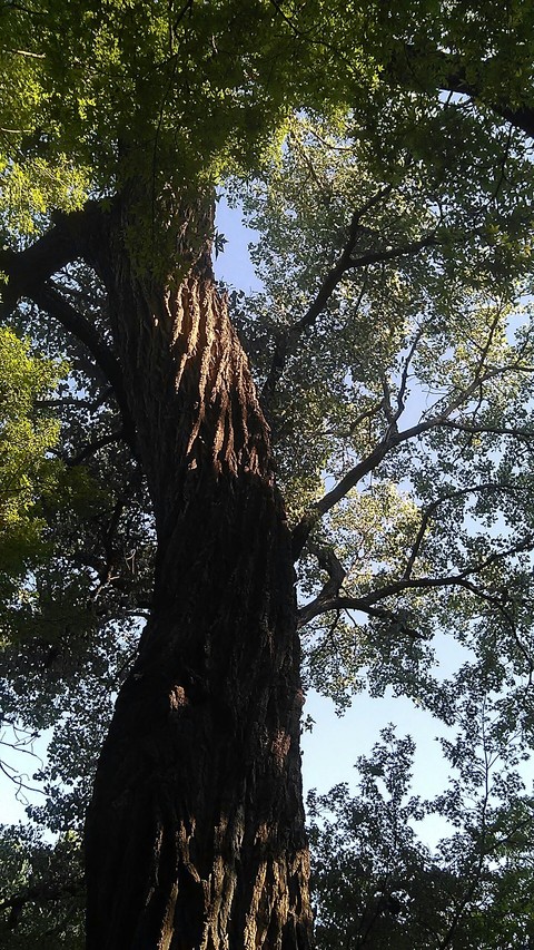 Otro árbol / Other tree