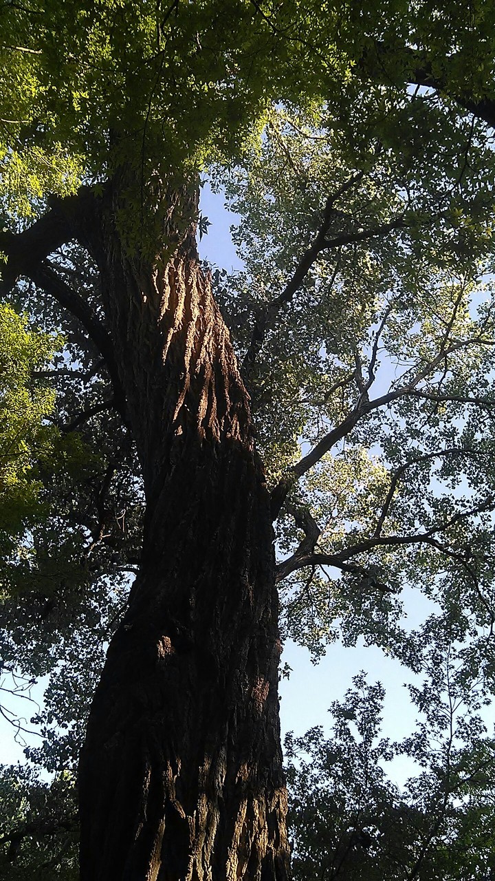Otro árbol  / Other tree