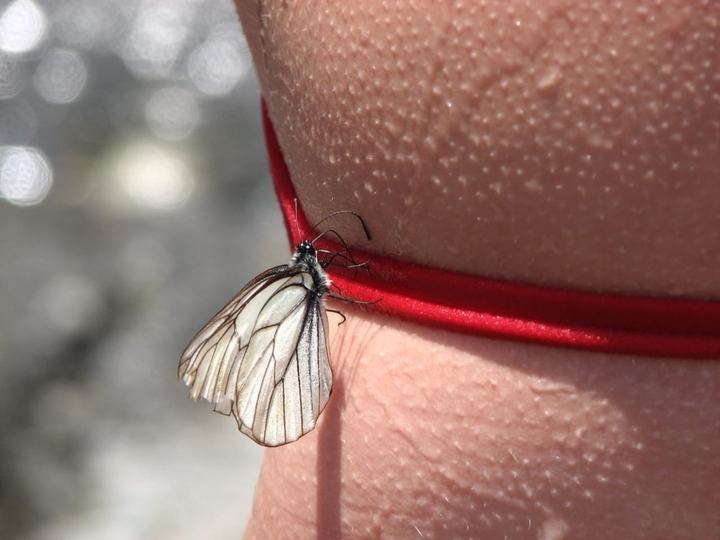 butterfly