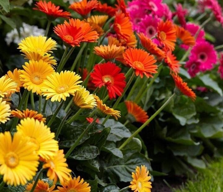 Gerbera