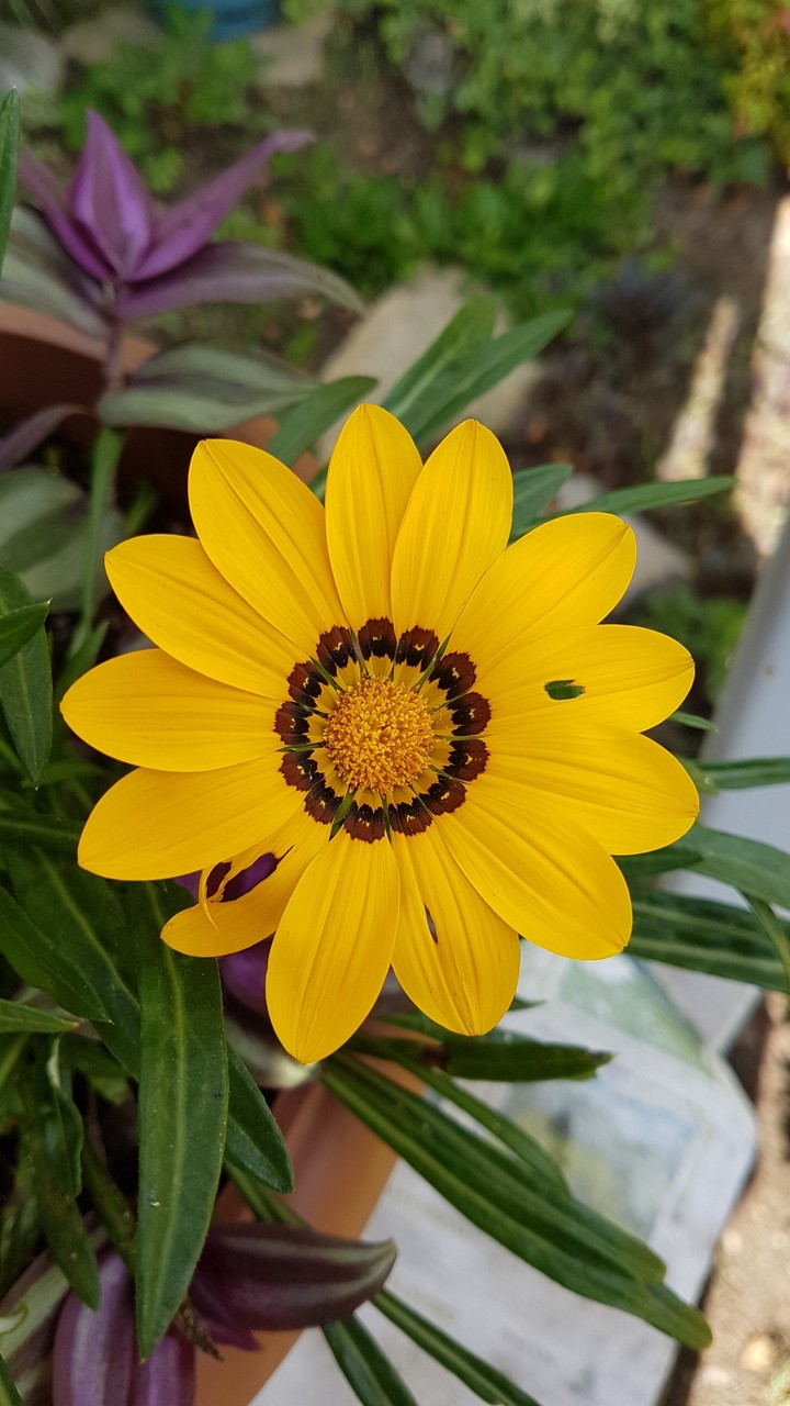 natura