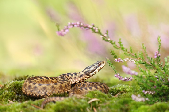 Adder
•
+ Joke Hulst