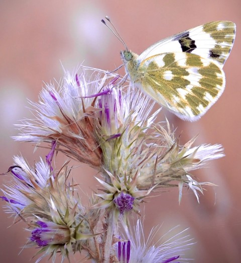sfondi butterfly, lepidoptera
